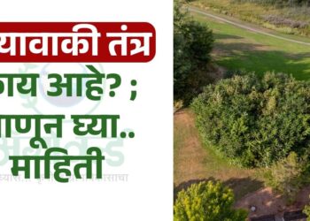 मियावाकी