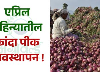 एप्रिल महिन्यातील कांदा पीक व्यवस्थापन !