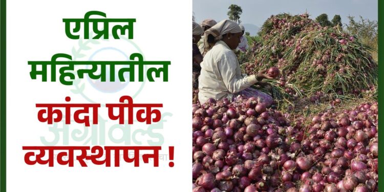 एप्रिल महिन्यातील कांदा पीक व्यवस्थापन !