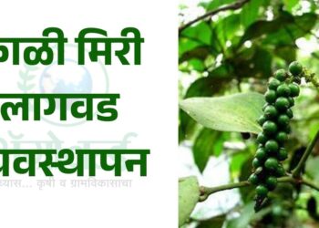 काळी मिरी