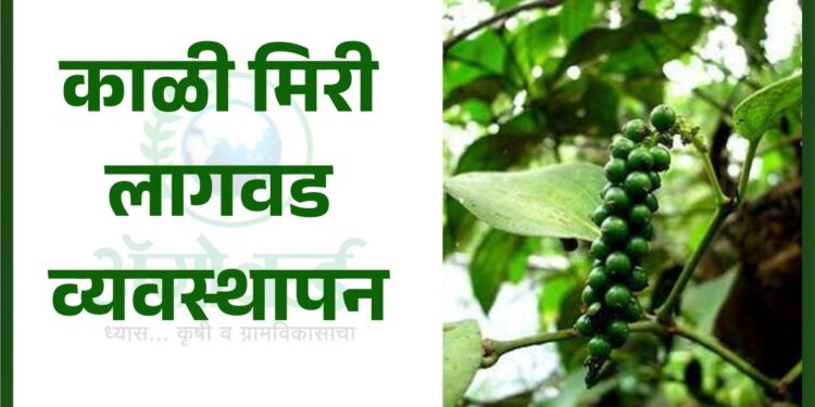 काळी मिरी