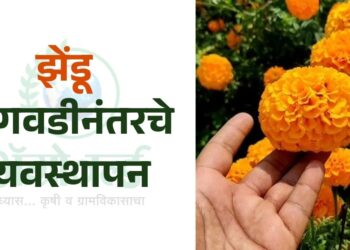 झेंडू लागवडीनंतरचे व्यवस्थापन