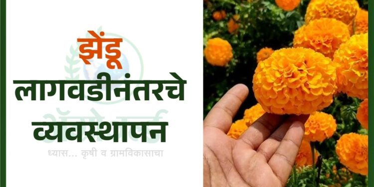 झेंडू लागवडीनंतरचे व्यवस्थापन