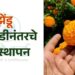 झेंडू लागवडीनंतरचे व्यवस्थापन
