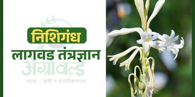 निशिगंध