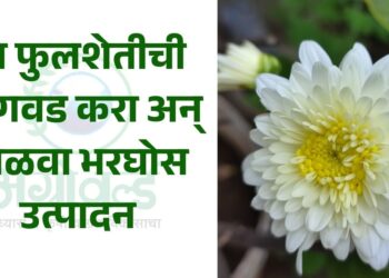 या फुलशेतीची लागवड करा अन् मिळवा भरघोस उत्पादन