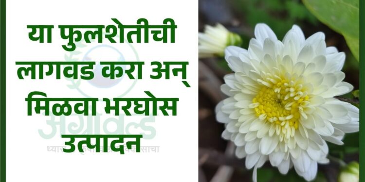 या फुलशेतीची लागवड करा अन् मिळवा भरघोस उत्पादन