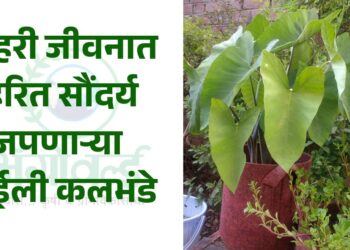 शहरी जीवनात हरित सौंदर्य जपणाऱ्या जुईली कलभंडे