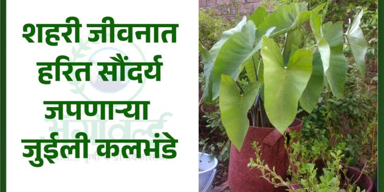 शहरी जीवनात हरित सौंदर्य जपणाऱ्या जुईली कलभंडे