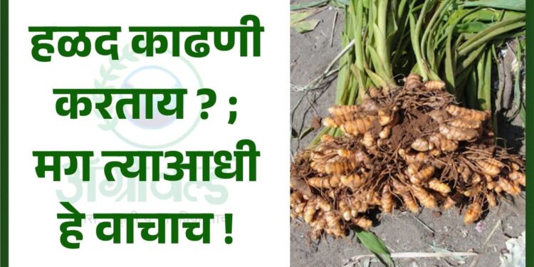 हळद काढणी करताय ? ; मग त्याआधी हे वाचाच !