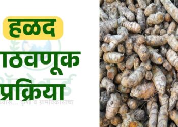 हळद साठवणूक