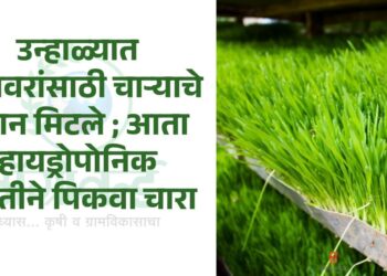 हायड्रोपोनिक