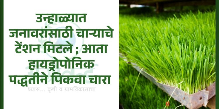 हायड्रोपोनिक