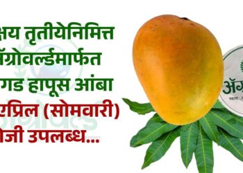 अक्षय तृतीयेनिमित्त ॲग्रोवर्ल्डमार्फत अस्सल देवगड हापूस आंबा