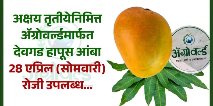 अक्षय तृतीयेनिमित्त ॲग्रोवर्ल्डमार्फत अस्सल देवगड हापूस आंबा