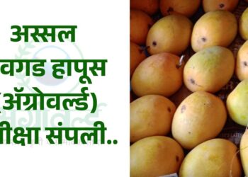 अस्सल देवगड हापूस