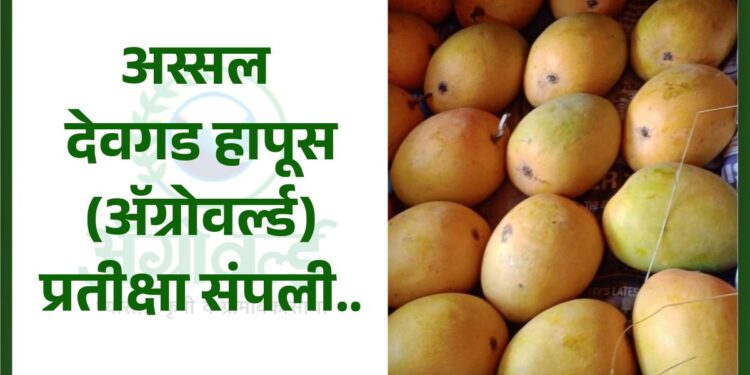 अस्सल देवगड हापूस