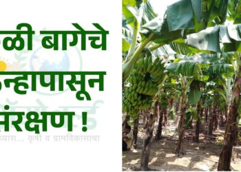 केळी बाग