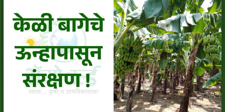 केळी बाग