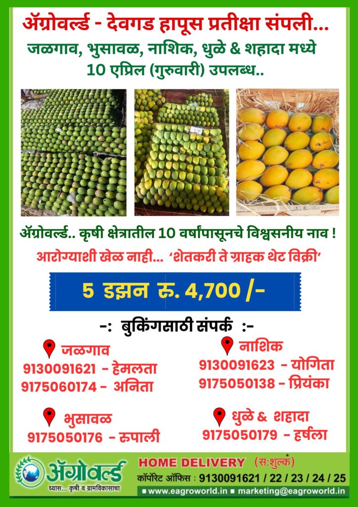 देवगड हापूस हंगाम (1)