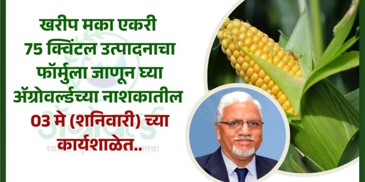 मका एकरी 75 क्विंटल उत्पादन