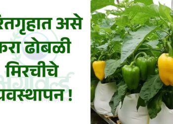 ढोबळी मिरची