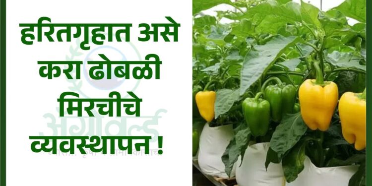 ढोबळी मिरची