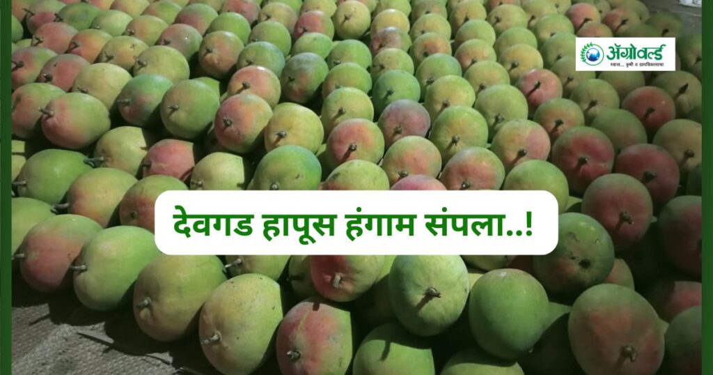 देवगड हापूस हंगाम संपला..