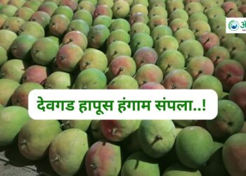 देवगड हापूस हंगाम संपला..