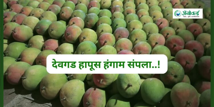 देवगड हापूस हंगाम संपला..