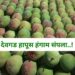 देवगड हापूस हंगाम संपला..