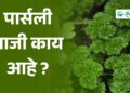 पार्सली भाजी काय आहे ?