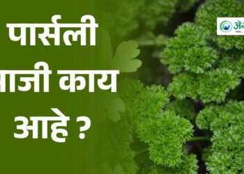 पार्सली भाजी काय आहे ?