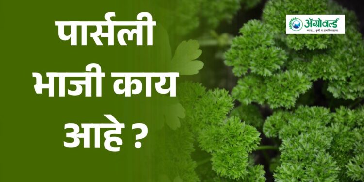 पार्सली भाजी काय आहे ?