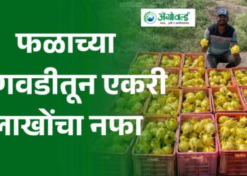या फळाच्या लागवडीतून एकरी लाखोंचा नफा !