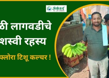 केळी लागवडीचे यशस्वी रहस्य