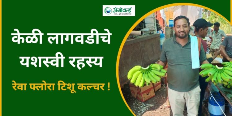 केळी लागवडीचे यशस्वी रहस्य