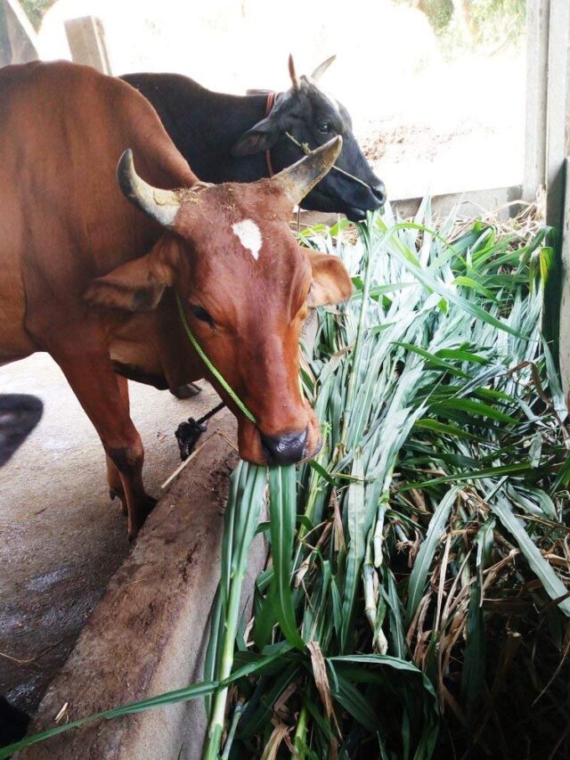 पावसाळ्यात जनावरांची काळजी घेण्यासाठी उपाय