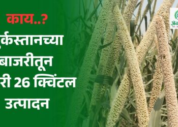 तुर्कस्तानच्या बाजरीतून एकरी 26 क्विंटल उत्पादन