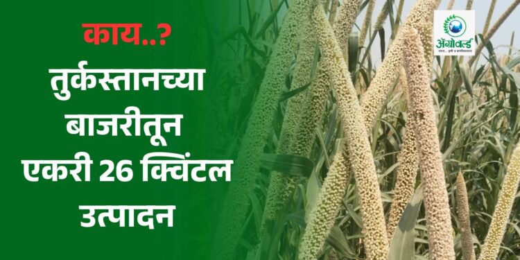 तुर्कस्तानच्या बाजरीतून एकरी 26 क्विंटल उत्पादन