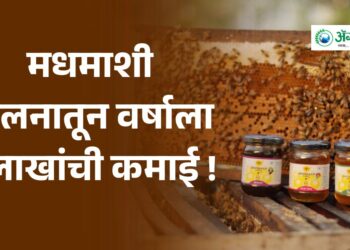 मधमाशी पालनातून वर्षाला 9 लाखांची कमाई !