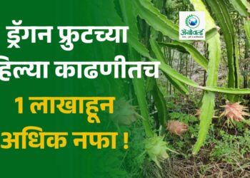 ड्रॅगन फ्रुट