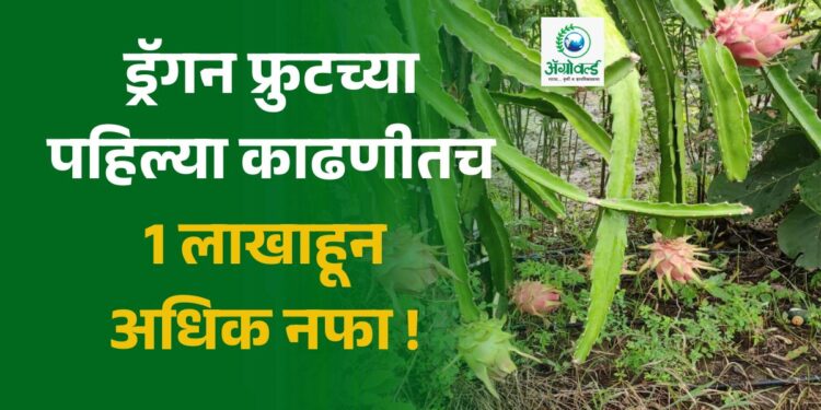 ड्रॅगन फ्रुट