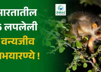 Wonder India : ही आहेत भारतातील 6 लपलेली वन्यजीव अभयारण्ये !