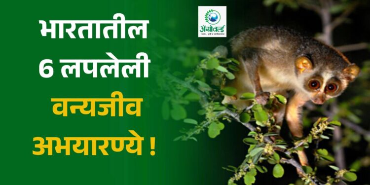 Wonder India : ही आहेत भारतातील 6 लपलेली वन्यजीव अभयारण्ये !