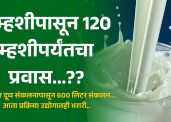 5 म्हशीपासून 120 म्हशीपर्यंतचा प्रवास...??