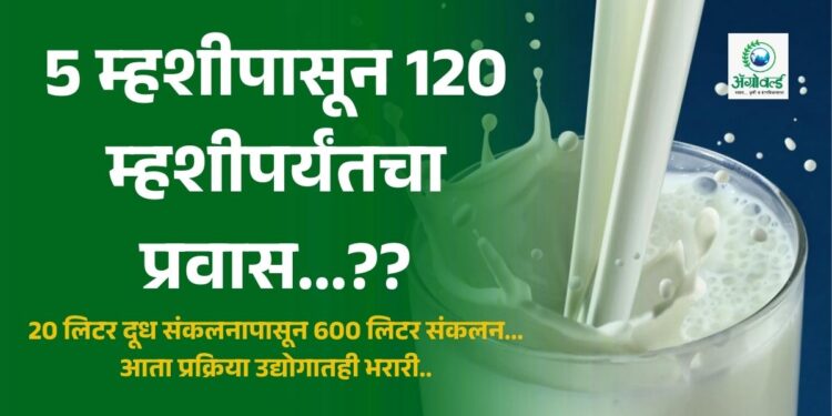 5 म्हशीपासून 120 म्हशीपर्यंतचा प्रवास...??