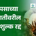 कापसाच्या आयातीवरील 11% शुल्क रद्द
