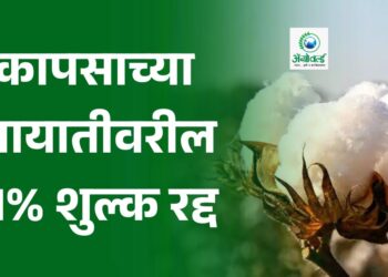 कापसाच्या आयातीवरील 11% शुल्क रद्द
