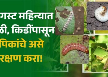 किडींपासून पिकांचे असे रक्षण करा